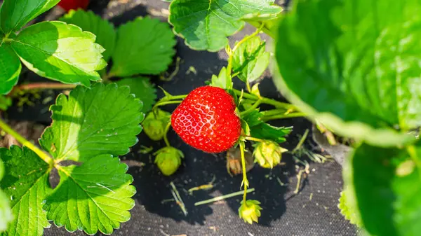 Güneşli bir günde, bir bahçe yatağında büyüyen olgun kırmızı çilekler. Yakın plan..