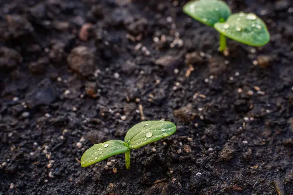 Salatalık filizlenir, ilk yapraklar su damlacıklarına dökülür..