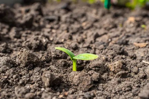 Bir seradaki yatakta salatalık filizinin mikrop yaprakları, yakın plan..