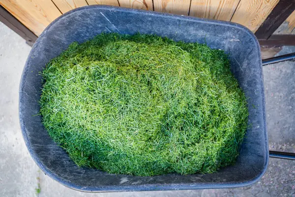 Bahçe arabası çimenlikten yeni kesilmiş yeşil çimlerle, yakın plan. Toprağı gübrelemek için malzeme..