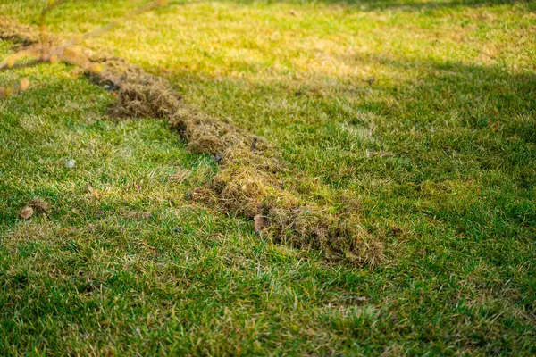Çim temizleme ve havalandırmadan sonra kuru çim. Kış sonrası bahçe bakımı.