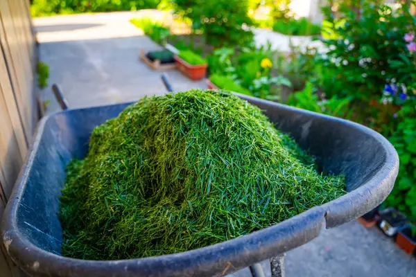 Bahçe arabası çimenlikten yeni kesilmiş yeşil çimlerle, yakın plan. Toprağı gübrelemek için malzeme..