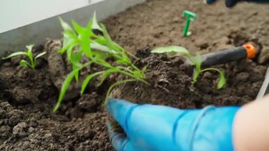 Eldiven takmış, biber tohumu toplayan kadınların yakın çekimi. Yüksek kaliteli FullHD görüntüler