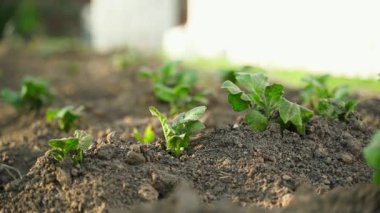 Patates tohumu filizlendirilmiş sebze bahçesi yatağının yakın çekimi. Yüksek kaliteli FullHD görüntüler