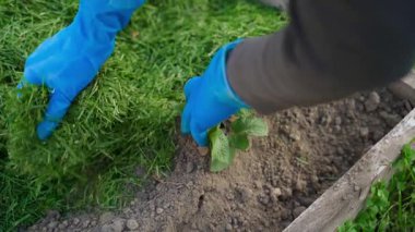 Genç patateslerin yetiştiği toprağı çimdiklemek. Yüksek kaliteli FullHD görüntüler