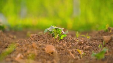 İlk filizlenen patatesin yakın plan görüntüsü bulanık bir arkaplanda. Pürüzsüz kamera parallax, gün batımı. Yüksek kaliteli FullHD görüntüler