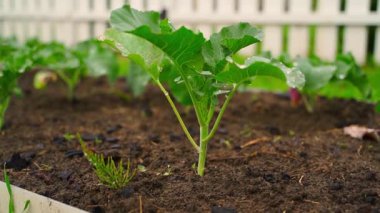 Sebze bahçesi yatağında yetişen genç karnabahar filizleri, yağmurdan sonra yakın plan. Yüksek kaliteli FullHD görüntüler