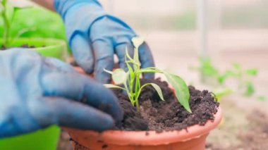 Kavanozda biber filizleri dikmek, yavaş çekimde yakın çekim. Yüksek kaliteli FullHD görüntüler