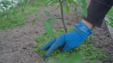 Mavi kauçuk eldivenli bir el toprağı domates tarlasında çimen kesikleriyle ağır çekimde kaplıyor. Yüksek kaliteli FullHD görüntüler