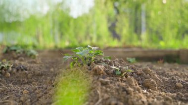 Bahçe yatağındaki topraktan ilk patates filizlendi. Gün batımına karşı pürüzsüz bir parallaks. Yüksek kaliteli FullHD görüntüler