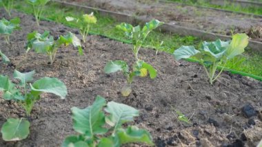 Genç büyüyen brokoliyle sebze bahçesi yatağı, pürüzsüz kamera hareketi. Yüksek kaliteli FullHD görüntüler