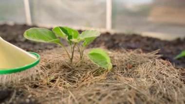 Seradaki bir patlıcan filizini yavaş çekimde sulamak. Yüksek kaliteli FullHD görüntüler