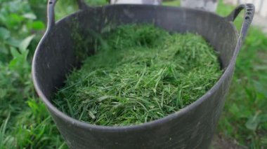 Bir sebze bahçesinin toprağını çimenlikten alınan yeşil çim kesikleriyle gübreleme işlemi. Büyük bir kova çimen. Yüksek kaliteli FullHD görüntüler