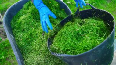 Bahçeyi bir kovaya koymak için çimenleri yüklemek, ağır çekimde. Yüksek kaliteli FullHD görüntüler