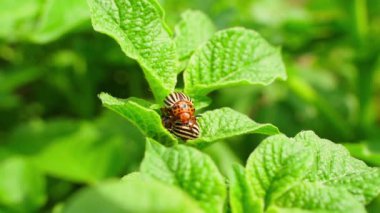 Güneşli bir günde patates yaprağında iki böcek, yakın çekim. Yüksek kaliteli FullHD görüntüler