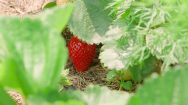 Bahçe yatağında olgunlaşmış kırmızı çilekleri el yoluyorlar. Yüksek kalite 4k görüntü
