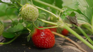 Bahçe yatağında sulu, olgun kırmızı çilekler hasat ediliyor. Yüksek kalite 4k görüntü