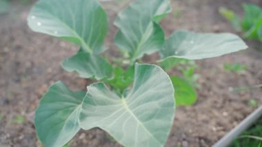 Hastalıklara ve böceklere karşı brokoli ve karnabahar sıkmak. Yüksek kalite 4k görüntü