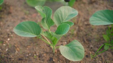 Hastalıklardan ve haşerelerden lahanayı spreyle püskürtmek, yakın çekim. Yüksek kalite 4k görüntü