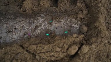 Mavi lastik eldivenli kadın eller yeşil salatalık tohumlarını toprakla kaplar, yakın plan, üst görüş. Yüksek kaliteli FullHD görüntüler