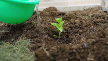 Serada taze ekilmiş bir tatlı biber filizi suyla sulanır. Yüksek kaliteli FullHD görüntüler