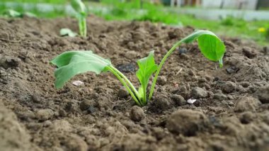 Genç bir lahana tohumu, gübreyle sulanan yakın bir bahçe yatağına yerleştirilir. Yüksek kaliteli FullHD görüntüler