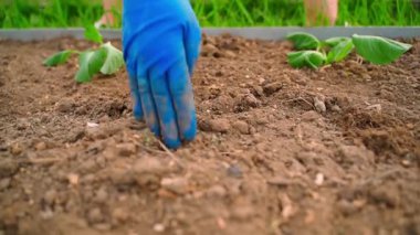 Eldivenli bir kadın, çiçek dikmek için bahçe yatağında toprağı kirletir, ağır çekimde. Yüksek kaliteli FullHD görüntüler