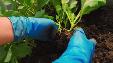 Mavi lastik eldivenli kadın elleri lahanalı fideleri kaldırıyor, yavaş çekimde. Yüksek kaliteli FullHD görüntüler