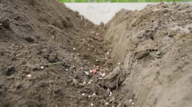 Ekmeden önce toprağa mineral gübre ekiyorum. Yüksek kaliteli FullHD görüntüler