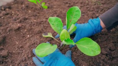Mavi eldivenli eller bahçeye patlıcan fideleri yerleştiriyor, yavaş çekimde yakın plan. Yüksek kaliteli FullHD görüntüler