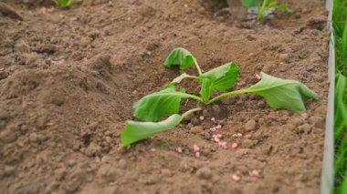 Lahana filizinin yakınındaki mineral gübresi. Yakın plan. Yüksek kaliteli FullHD görüntüler