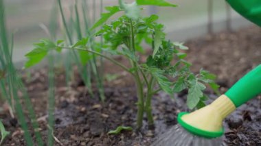 Sulama kutusundan domates filizini sulamak, ağır çekim. Sera. Yüksek kaliteli FullHD görüntüler