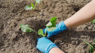 Güneşli bir günde bir kadın bahçe yatağına lahana tohumu ekiyor. Yüksek kaliteli FullHD görüntüler
