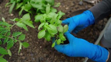 Mavi lastik eldivenli kadın elleri fesleğen bitkilerini yavaş çekimde böler. Yüksek kaliteli FullHD görüntüler