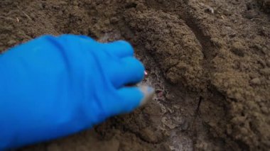 Bahçe yatağına salatalık tohumu ekme süreci. Yüksek kaliteli FullHD görüntüler