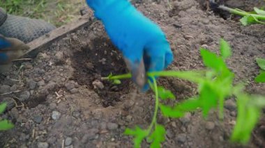 Mavi lastik eldivenli kadın elleri domates fidelerini yavaşça yerleştiriyor. Yüksek kaliteli FullHD görüntüler