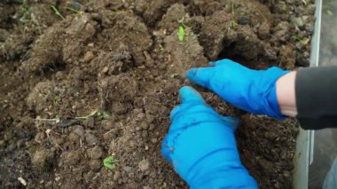 Mavi lastik eldivenli kadın elleri bahçe yatağında sert toprağı ezer, ağır çekimde. Yüksek kaliteli FullHD görüntüler