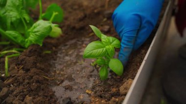 Bahçe yatağında filizlenen taze bir fesleğen. Yaklaş. Yüksek kaliteli FullHD görüntüler
