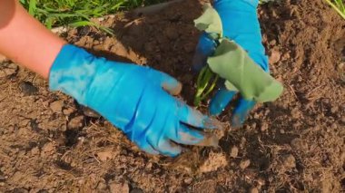 Kadınların elleri mavi lastik eldivenlerle güneşli bir günde bahçeye lahana tohumu dikiyor, yavaş çekimde kapanıyor. Yüksek kaliteli FullHD görüntüler