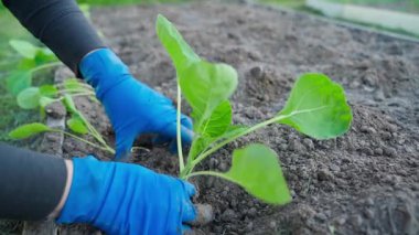 Bahçe yatağında lahana filizlerinin elle ekildiği yakın plan. Yüksek kaliteli FullHD görüntüler