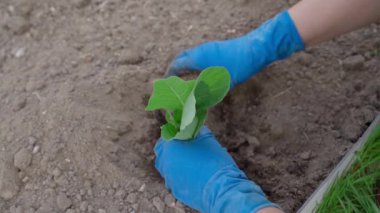 Bahçe yatağında lahana filizi dikmek, üst manzara. Yüksek kaliteli FullHD görüntüler