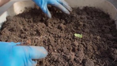 Mavi lastik eldivenli kadın elleri, bahçedeki toprağı yavaş çekimde ezer ve düzleştirir. Yüksek kaliteli FullHD görüntüler