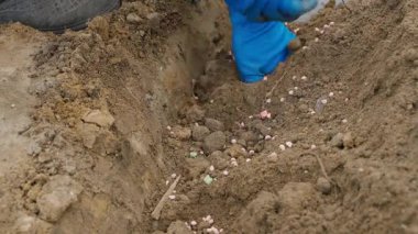 Mavi lastik eldivenli kadın elleri toprağa gübre ile patates eker, yakın plan. Yüksek kalite 4k görüntü