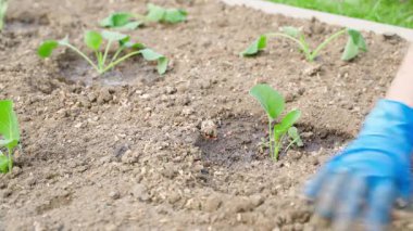 Bahçe yatağına lahana tohumu ekmeyi bitirdim. Yüksek kalite 4k görüntü