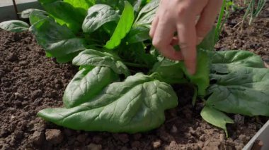 Bir el sera yatağında ıspanak yapraklarını kuru erikle keser, yakın plan. Yüksek kalite 4k görüntü