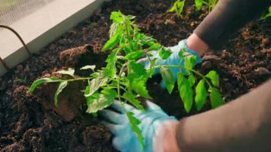 Bir seradaki bahçe yatağına lahana tohumu ekmek, üst manzara. Yüksek kalite 4k görüntü