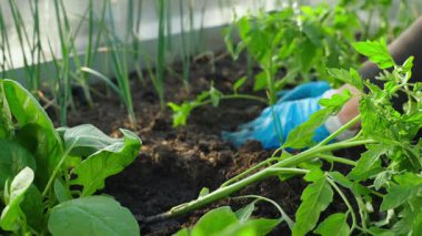 Kadınların eldivenli elleri seradaki bir yatağa domates yerleştirir. Yüksek kalite 4k görüntü