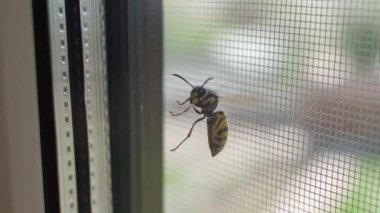 Yabanarısı odaya pencereden girmeye çalışıyor, yakın plan. Yüksek kaliteli FullHD görüntüler