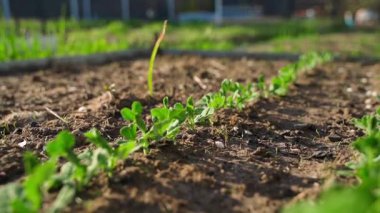 Bezelye filizli sebze bahçesi yatağına yakın çekim. Yüksek kaliteli FullHD görüntüler