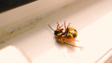 Böcek zehri kullandıktan sonra acı çeken yabanarısı. Yüksek kaliteli FullHD görüntüler